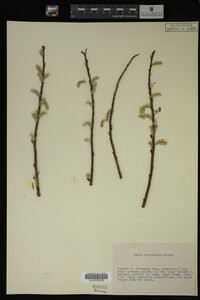 Image Associated With the Occurrence