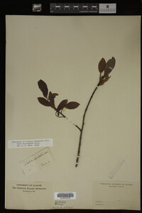 Salix eriocephala image