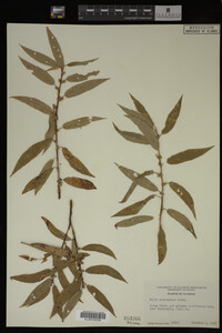 Salix eriocephala image