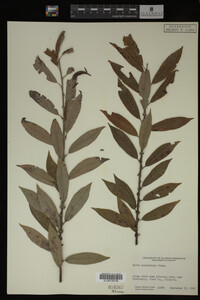 Salix eriocephala image