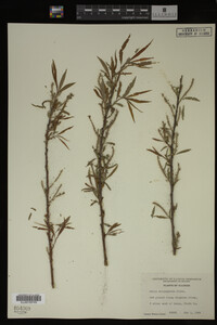 Salix eriocephala image