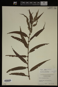 Salix eriocephala image