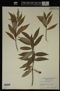 Salix eriocephala image