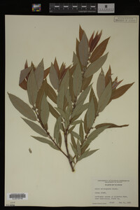 Salix eriocephala image