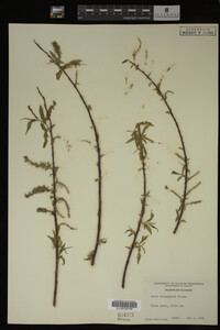 Salix eriocephala image