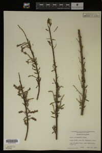 Salix eriocephala image