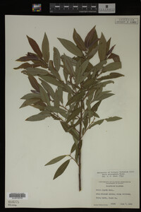 Salix eriocephala image