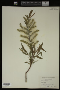 Salix eriocephala image