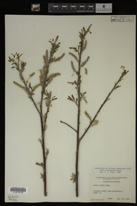 Image Associated With the Occurrence