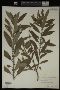 Salix eriocephala image