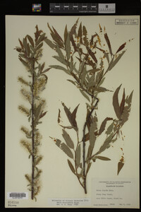 Salix eriocephala image