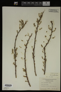 Salix eriocephala image