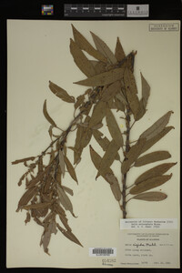 Salix eriocephala image