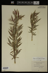 Salix eriocephala image