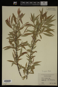 Image Associated With the Occurrence