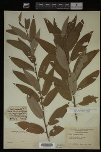 Salix eriocephala image