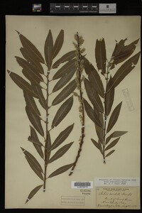 Salix eriocephala image