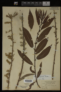 Salix eriocephala image