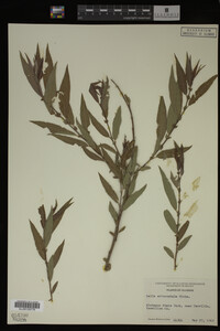 Image Associated With the Occurrence