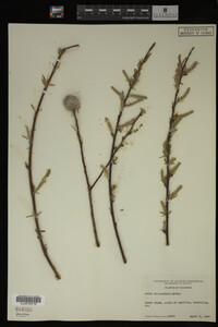 Salix eriocephala image