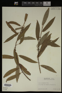 Salix eriocephala image
