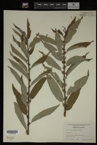 Image Associated With the Occurrence
