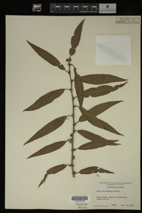 Salix eriocephala image