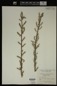 Salix eriocephala image