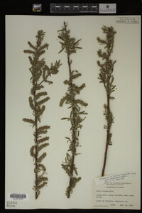 Salix eriocephala image