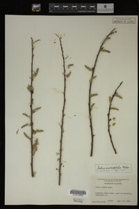 Salix eriocephala image