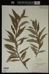 Image Associated With the Occurrence