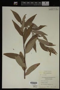 Image Associated With the Occurrence
