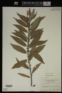 Image Associated With the Occurrence