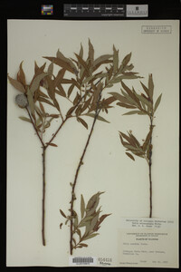 Salix eriocephala image
