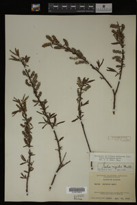 Image Associated With the Occurrence