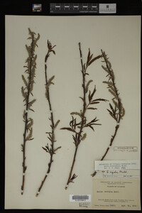 Salix eriocephala image