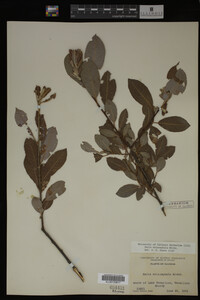 Image Associated With the Occurrence