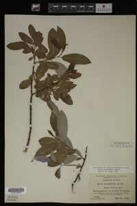 Salix eriocephala image