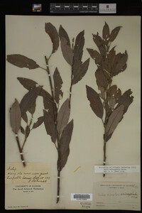 Image Associated With the Occurrence