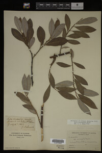 Image Associated With the Occurrence