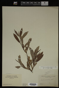 Salix eriocephala image