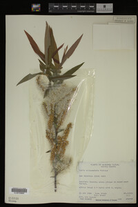 Salix eriocephala image