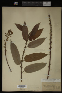 Salix eriocephala image