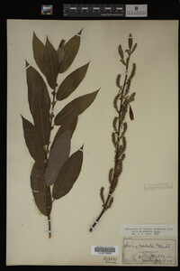 Salix eriocephala image