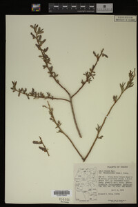 Salix prolixa image