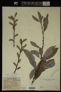 Image Associated With the Occurrence