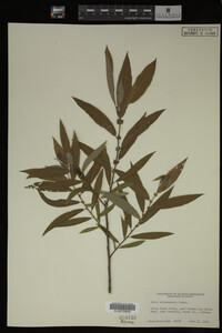 Salix eriocephala image