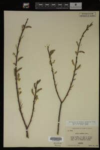 Salix eriocephala image