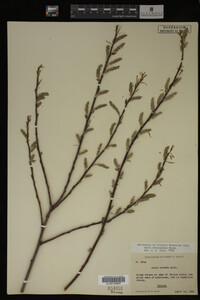 Image Associated With the Occurrence