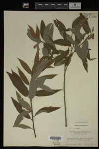 Salix eriocephala image